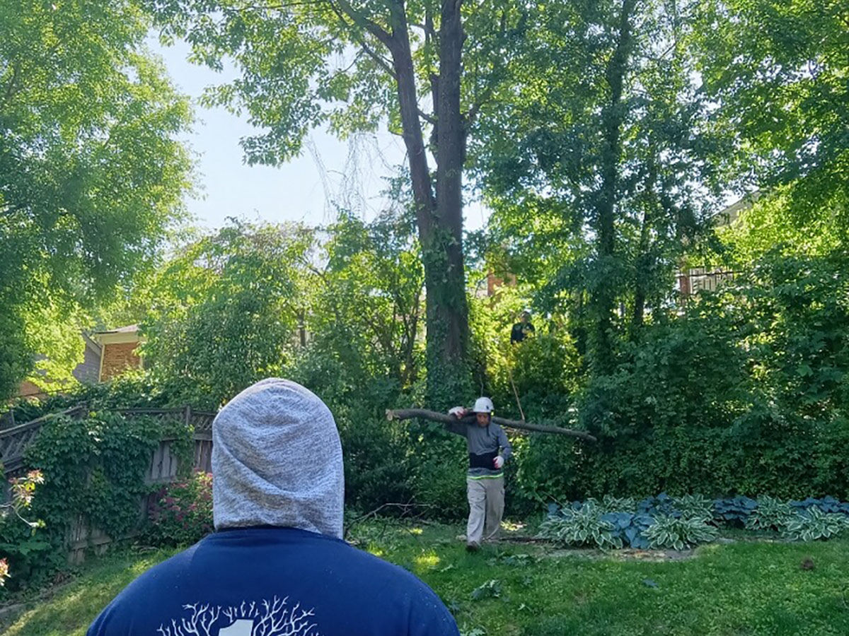 tree removal baltimore city md