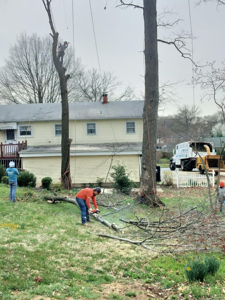 tree removal Glen Burnie MD