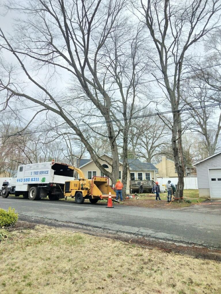 tree removal baltimore city md