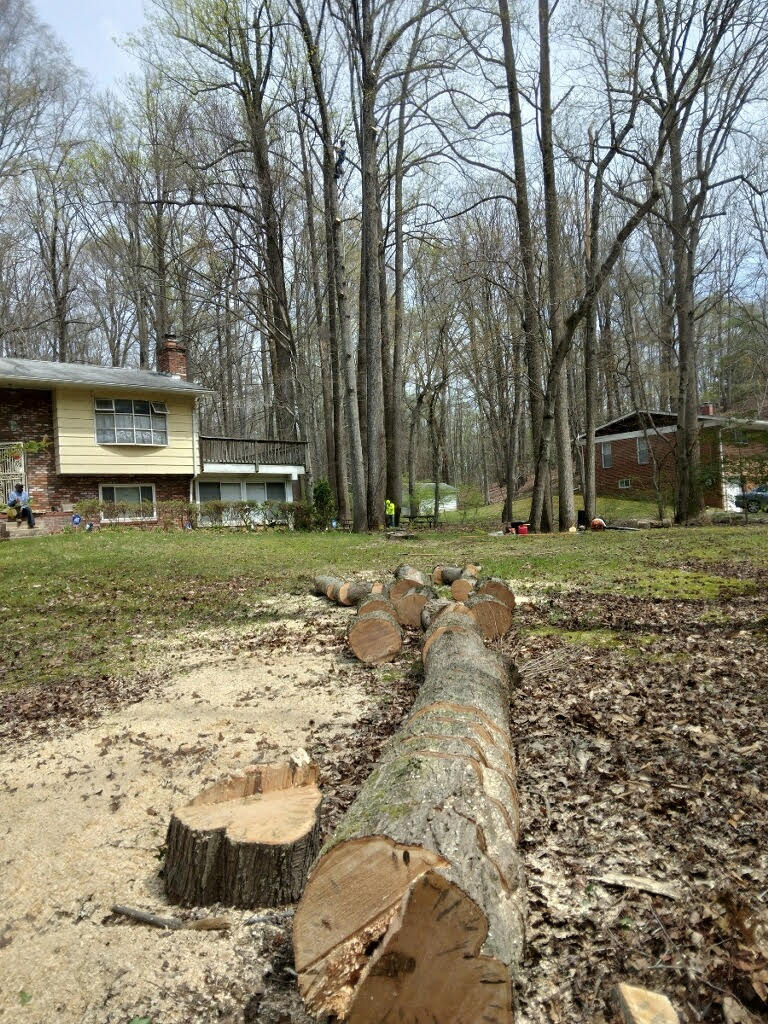 tree removal sliver spring md