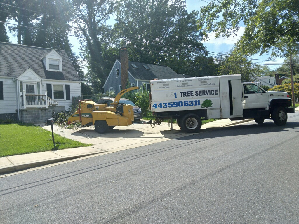 tree removal maryland