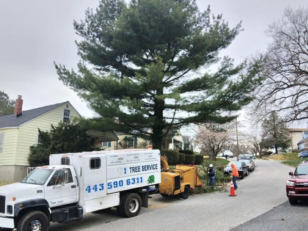 tree removal maryland