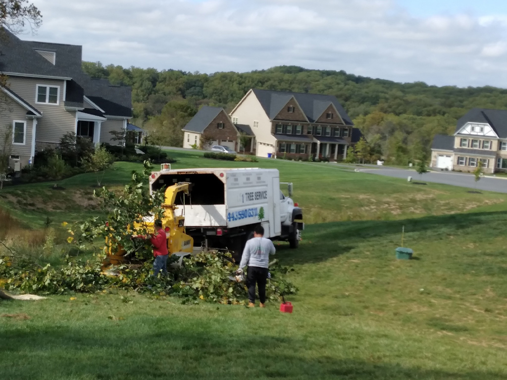 tree removal in annapolis md
