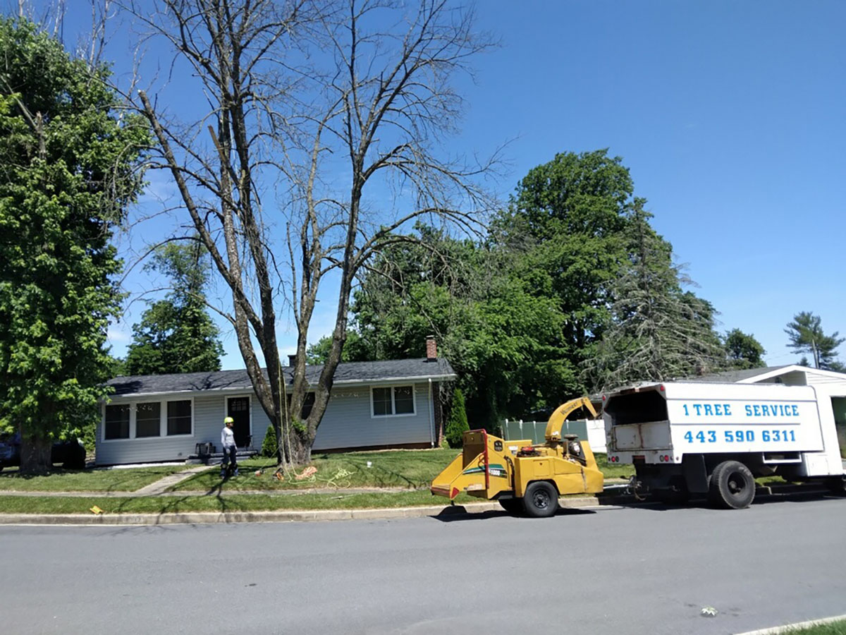 Tree Removal Odenton MD