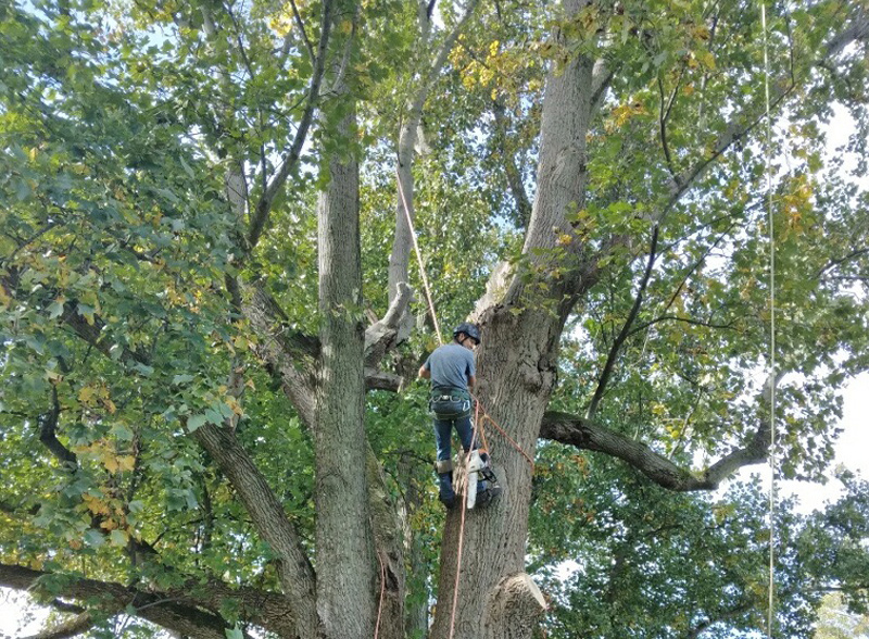 Tree removal services near Glen Burnie MD