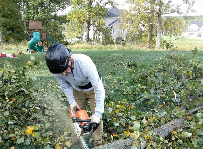 Tree Trimming Services in Annapolis Maryland