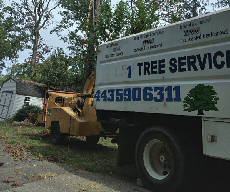 Washington DC Tree Removal Services in the DMV